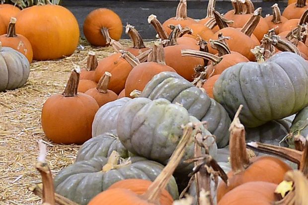 11 interesting facts about pumpkins